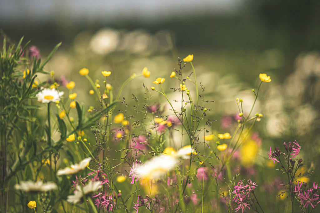 Blomster.